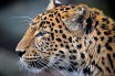 Специалисты вызволили леопарда из подвала жилого дома в Москве