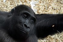 Британский приматолог предсказала скорое вымирание шимпанзе и горилл