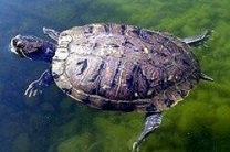 Итальянские биологи обнаружили гигантскую черепаху