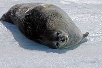 Тюлени открыли Америку для туберкулеза