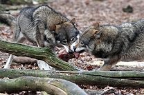 Зоологи доказали демократичность волков и авторитаризм собак