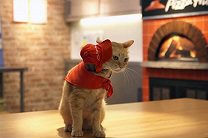 Японская пиццерия «наняла» котов обслуживать посетителей