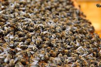 Дом жительницы Нью-Йорка оккупировали 50 тысяч пчел