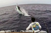 Рыбак из Дании поймал гигантского голубого марлина