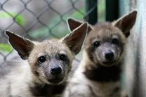 В японском зоопарке четыре года пытались спарить двух гиен-самцов