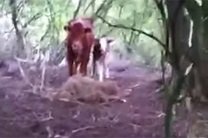Ушедшую с ирландской фермы корову нашли на острове