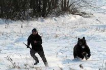 Медведица убежала из зоопарка в Польше