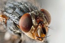 Комнатная муха спасет человечество от брюшного тифа и туберкулеза
