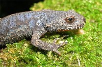 Европейские жабы-повитухи стали жертвами эпидемии