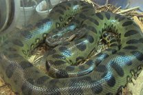 В Колумбии найдены останки гигантской доисторической змеи