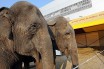 Во Франции построят дом престарелых для слонов