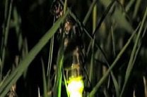 В Амазонии обнаружен светящийся червь