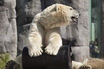 Белый медведь продолжает беспокоить нефтяников в НАО