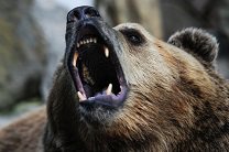 Бурые медведи спустя сто лет вернулись в Чернобыль