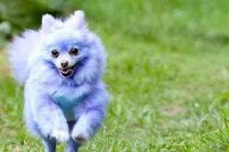Фиолетовая собака заработала шесть тысяч фунтов