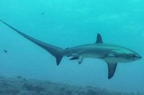 Ученые впервые сфотографировали роды акулы в океане