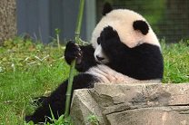 Пандам предрекли массовое вымирание