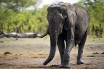 В Техасе отменили аукцион по продаже лицензии на убийство слона