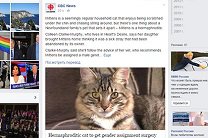 Канадские ветеринары сделают кошку-гермафродита котом