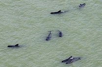 В Новой Зеландии на берег выбросились около 200 дельфинов