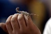 Рейс из Лос-Анджелеса задержали из-за скорпиона