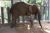 В Таиланде слон сменил пятый протез ноги