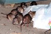 У крыс в Нью-Йорке нашли блох — возбудителей бубонной чумы