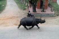 Носорог в Непале убил женщину