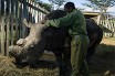 Последнему самцу северного белого носорога дали круглосуточную охрану