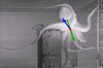 Биологи раскрыли секрет движений осьминога