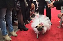 Собака из Австралии обзавелась свадебным платьем за 1,6 тысячи долларов