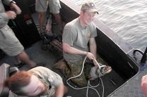 Принц Гарри помог поймать крокодила