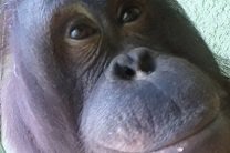 Орангутанги из Великобритании научились делать селфи