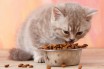 Правильное питание для кошек