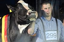 Леди Гагу признали самой красивой коровой в Германии