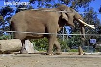 Ученые объяснили зевоту у слонов