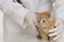 Стерилизация кошки: рекомендации владельцу до и после операции