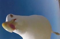 Морская чайка сняла видео атлантического побережья