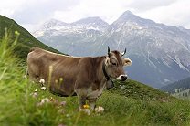 Немецкую туристку в Альпах затоптали коровы