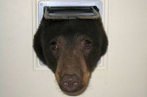 В Айдахо голодный медведь застрял в кошачьей двери