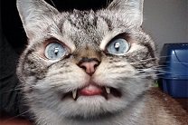 ����� ������� Instagram ����� �����-������