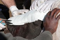 Обезображенному браконьерами носорогу пересадили кожу слона