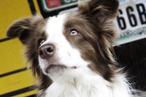 ������-��� ���������� ����� ����������� ��� 5 ��������