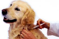 Какие прививки нужны собаке