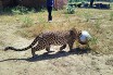 В Индии спасли застрявшего головой в бидоне леопарда