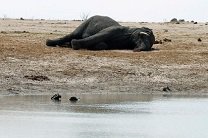 Браконьеры в парках Зимбабве отравили цианидом 14 слонов
