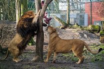 Датский зоопарк пригласил детей посмотреть на вскрытие усыпленного льва