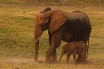 Биологи раскрыли тайну иммунитета слонов к раку