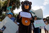 Во Флориде за выходные отстрелили 300 медведей