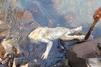 Жители Парагвая нашли в реке мертвую чупакабру 